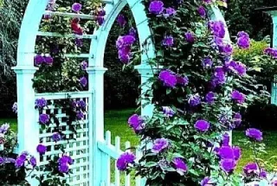 flores