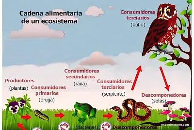 Ecosistema