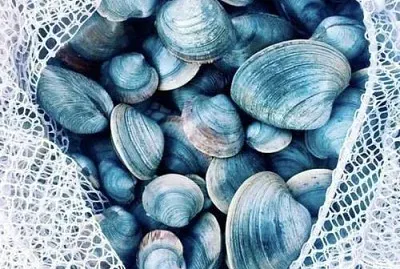 Conchas azuis
