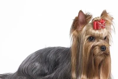 yorkie