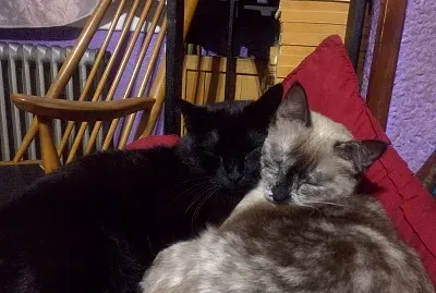 Durmiendo Juntos