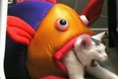 meme do gato e o peixe