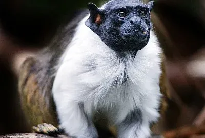 Tamarino calvo