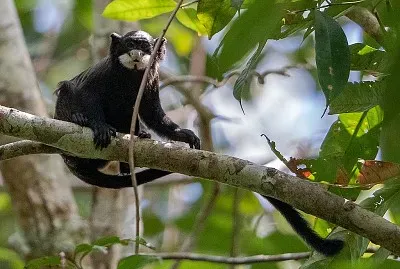 Tamarino dai mustacchi