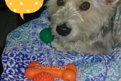 Animais de estimacao