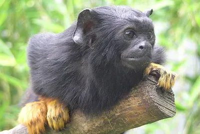 Tamarino dalle mani gialle