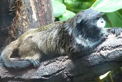 Tamarino di graells