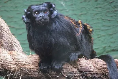 Tamarino nero