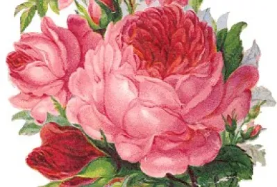 Rosas