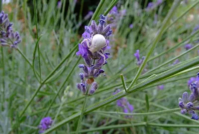 lavande   araignÃ©e