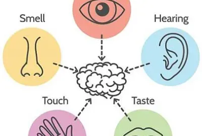 Five senses