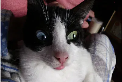 Yuki