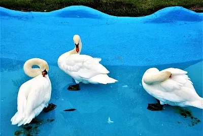 ZoolÃ³gico de Morelia, MichoacÃ¡n.