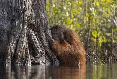 פאזל של ORANGUTAN DE BORNEO