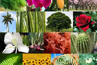 Se debe realizar este rompecabezas