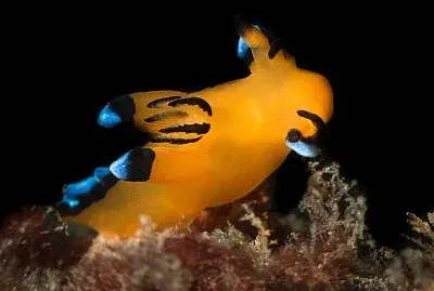 Thecacera pacifica