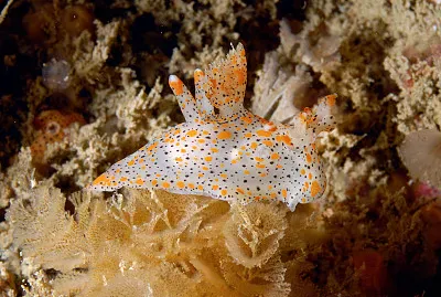 Thecacera pennigera