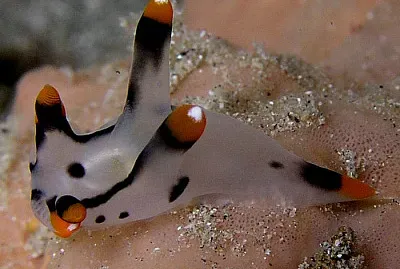 Thecacera picta jigsaw puzzle