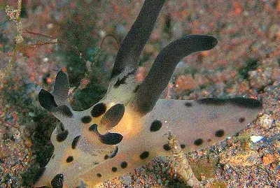 Thecacera sp