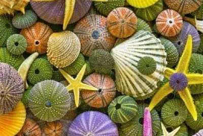Estrellas y Conchas Marinas