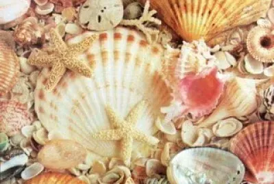 Conchas Marinas