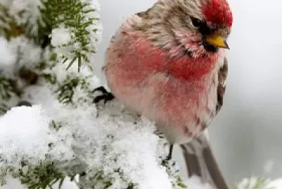 פאזל של invierno