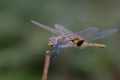 Tramea basiasis