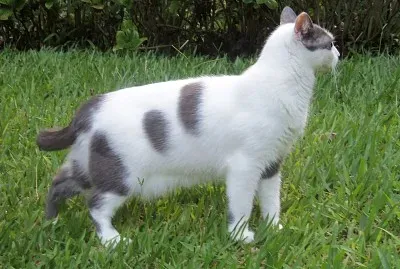 Sicoli jigsaw puzzle