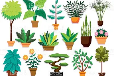 plantas
