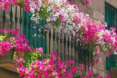 Balcon flores