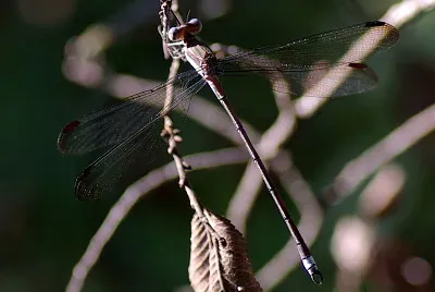 Archilestes grandis