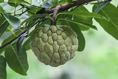 פאזל של imagem