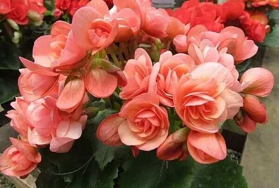 flores