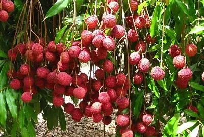 frutas