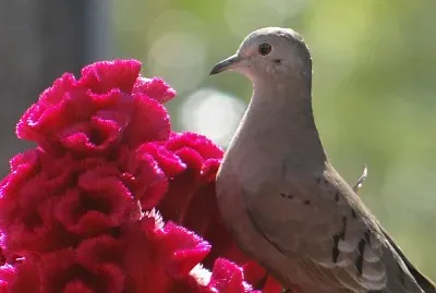 dia a dia jigsaw puzzle