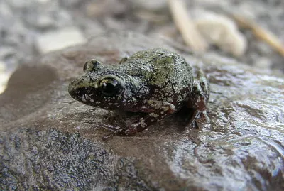 פאזל של Eleutherodactylus pipilans