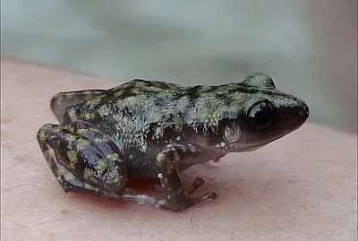 Eleutherodactylus marnockii