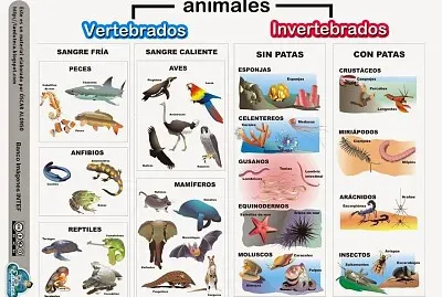 ANIMALES VERTEBRADOS E INVERTEBRADOS