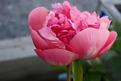 flores