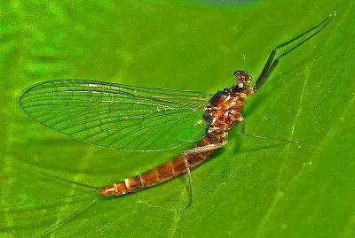 Paraleptophlebia submarginata