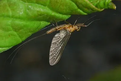 Siphlonurus lacustris