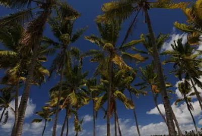 Playas y tropicalismo
