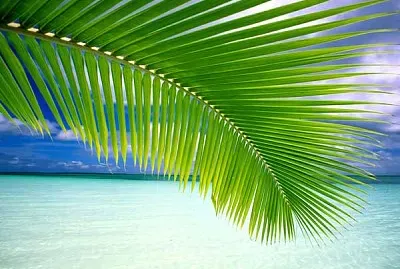 Hoja de palmera