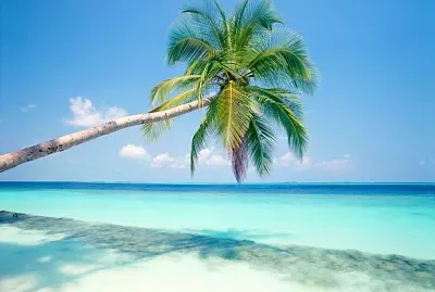 Palmera sobre el agua