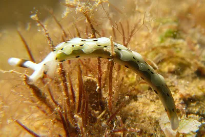 Thuridilla decorata