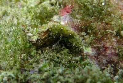 Thuridilla flavomaculata
