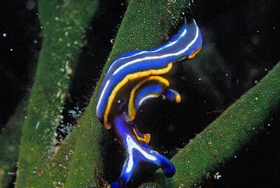 Thuridilla hopei jigsaw puzzle