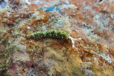 Thuridilla kathae