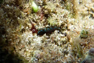 Thuridilla livida