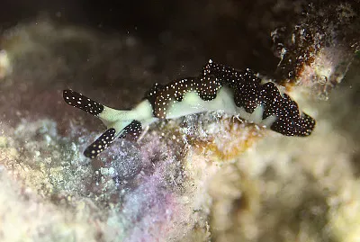 Thuridilla moebii